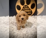 Small #5 Cockapoo (Toy)