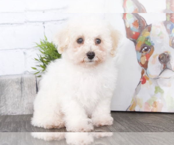 Medium Photo #2 Poodle (Toy) Puppy For Sale in RED LION, PA, USA