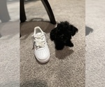 Small Photo #7 Maltipoo Puppy For Sale in BRIDGEPORT, CT, USA
