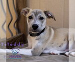 Small #1 Labrador Retriever Mix