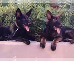 Small Photo #2 German Shepherd Dog Puppy For Sale in CLERMONT, FL, USA