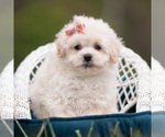 Puppy Trixie Maltipoo (Miniature)