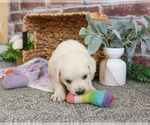 Small #7 Golden Retriever