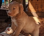 Puppy 2 Labradoodle