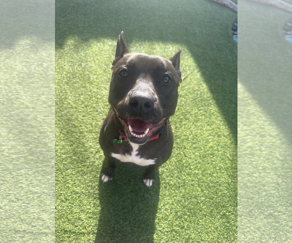 Medium Photo #11 American Pit Bull Terrier Puppy For Sale in Pompano Beach , FL, USA