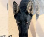 Small #3 German Shepherd Dog
