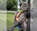 Small #8 Cane Corso