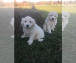 Small Photo #6 Maremma Sheepdog Puppy For Sale in CONNEAUT, OH, USA