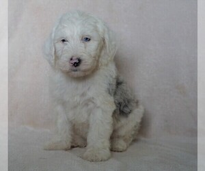 Old English Sheepdog-Poodle (Miniature) Mix Puppy for sale in FREDERICKSBG, OH, USA