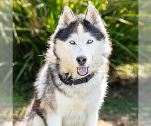Siberian Husky Dogs for adoption in Camarillo, CA, USA