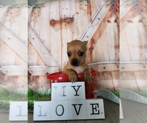 Chihuahua Puppy for sale in CAPE CORAL, FL, USA