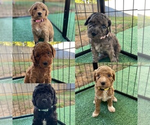 Goldendoodle (Miniature) Litter for sale in NASHVILLE, TN, USA