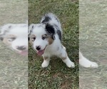 Puppy Orange Miniature American Shepherd