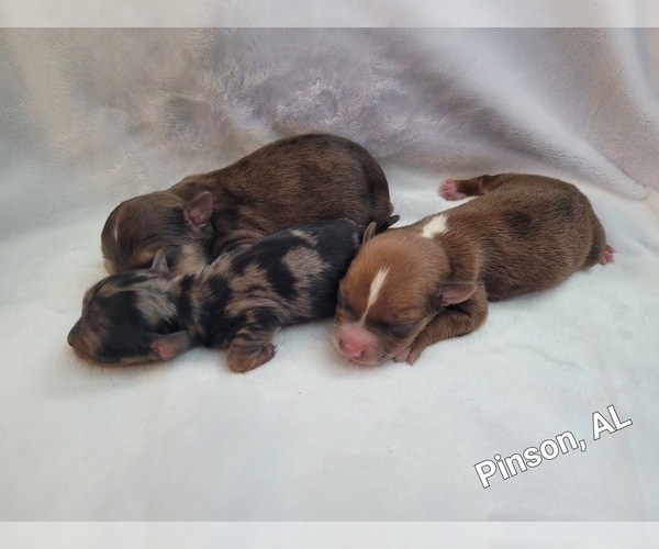 Medium Photo #1 Chiranian-Chiweenie Mix Puppy For Sale in PINSON, AL, USA