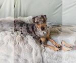 Pepsi - Male Dachshund-Unknown Mix Dog for Adoption - Small photo