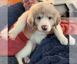 Small Australian Shepherd-Great Pyrenees Mix