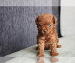 Small Photo #5 Poodle (Toy) Puppy For Sale in MIAMI, FL, USA