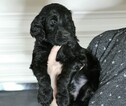 Small Photo #2 Goldendoodle Puppy For Sale in ARLINGTON, TX, USA
