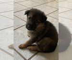 Small Photo #4 German Shepherd Dog Puppy For Sale in FAYETTEVILLE, NC, USA