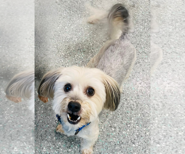 Medium Photo #1 Maltese-Unknown Mix Puppy For Sale in Mission Viejo, CA, USA