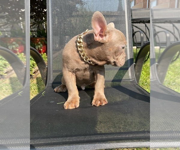 Medium Photo #5 French Bulldog Puppy For Sale in CHICAGO, IL, USA