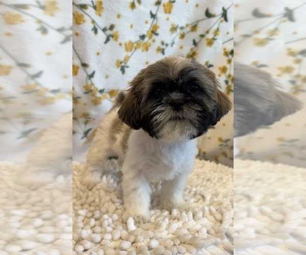 Medium Photo #4 Shih Tzu Puppy For Sale in MARTINSVILLE, IN, USA