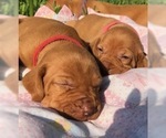 Small Photo #6 Vizsla Puppy For Sale in SANDIA, TX, USA