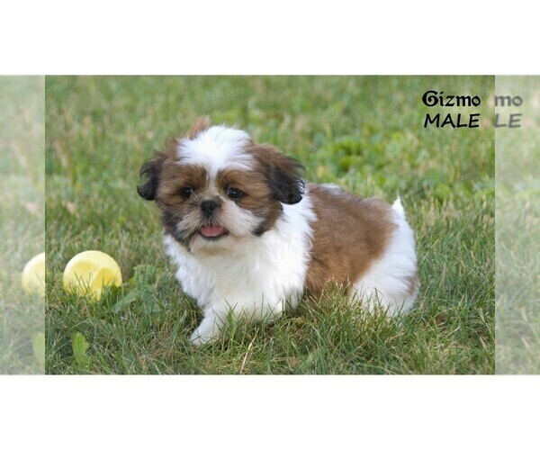 Medium Photo #4 Shih Tzu Puppy For Sale in CLARE, MI, USA