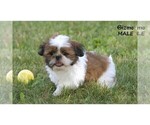Small #3 Shih Tzu