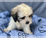 Small Photo #24 Zuchon Puppy For Sale in RENO, NV, USA