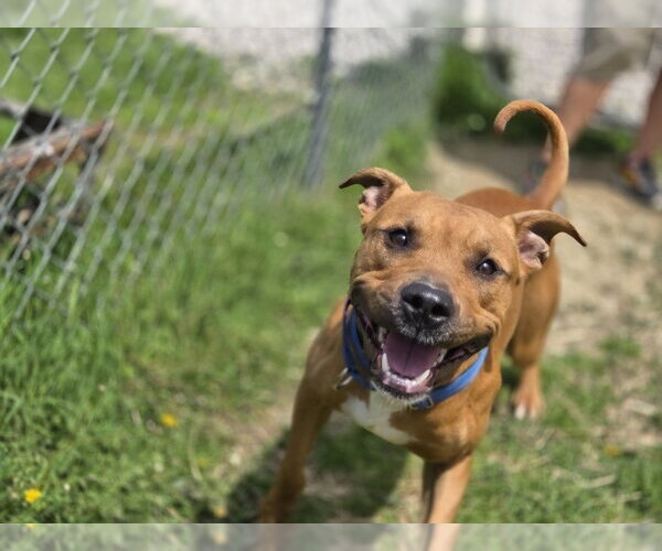 Medium Photo #8 Boxer-Unknown Mix Puppy For Sale in Evansville, IN, USA