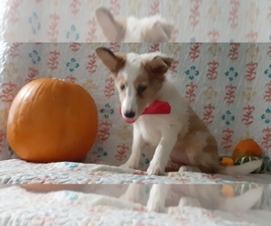 Shetland Sheepdog Puppy for sale in LANCASTER, PA, USA