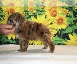Maurice - Male Poodle (Toy) Puppy for Sale - Photo #7