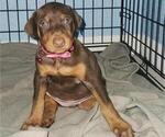 Small Photo #3 Doberman Pinscher Puppy For Sale in BARTOW, FL, USA