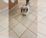 Small Shih Tzu