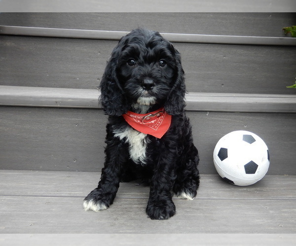 Medium Photo #7 Cockapoo Puppy For Sale in MILLERSBURG, OH, USA