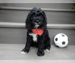 Small Photo #7 Cockapoo Puppy For Sale in MILLERSBURG, OH, USA