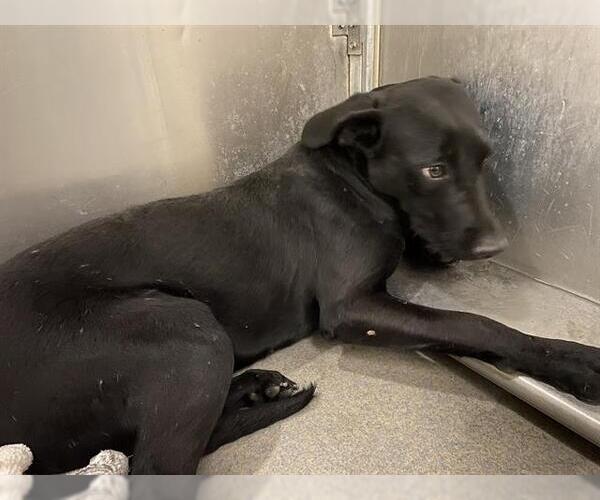 Medium Photo #1 Labrador Retriever Puppy For Sale in Modesto, CA, USA