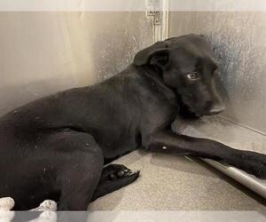 Labrador Retriever Dogs for adoption in Modesto, CA, USA