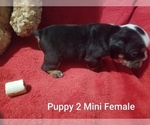 Small Photo #7 English Bulldog Puppy For Sale in COLUMBUS, OH, USA