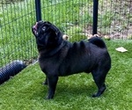 Litter of 6 - Female PugLitter of Puppies for Sale - Photo #16