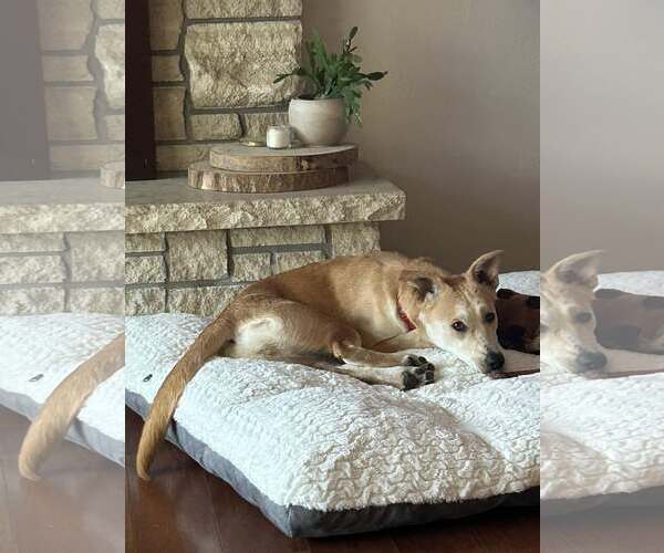 Medium Photo #3 Mutt Puppy For Sale in Coralville, IA, USA