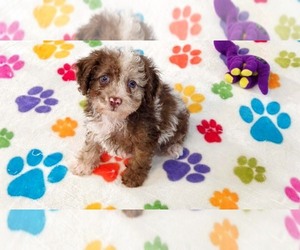 Cockapoo (Toy)-Poodle (Toy) Mix Puppy for sale in ORO VALLEY, AZ, USA