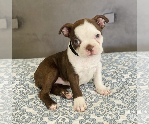 Medium Photo #5 Boston Terrier Puppy For Sale in HESPERIA, CA, USA