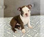 Small #4 Boston Terrier