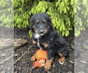 Bernedoodle Puppy for sale in MIDDLEBURY, IN, USA