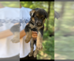 Small Photo #7 German Shepherd Dog Puppy For Sale in BRUSH PRAIRIE, WA, USA