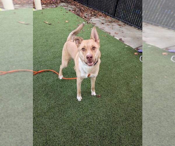 Medium Photo #2 Siberian Husky-Unknown Mix Puppy For Sale in Elk Grove, CA, USA