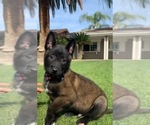 Small Photo #3 Belgian Malinois Puppy For Sale in BAKERSFIELD, CA, USA