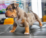Puppy 2 American Bully